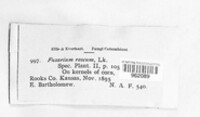 Fusarium roseum image